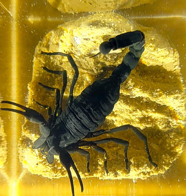 2" Real Black Scorpion in Crystal Clear Lucite Resin Diorama Paperweight for Biology Education & Display