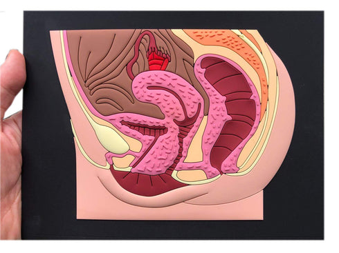 6.5x8inch Female reproductive Part Rubber matt Model, Female Genital Organ, Uterine Medical Teaching Anatomical