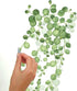 RoomMates RMK3903SCS (Pack 4) String of Pearls Succulent Vine Peel and Stick Wall Decals|