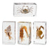 Aolowewin Taxidermy Crabs Conch, Oceans Animals - Sea Creatures Specimen in Resin for