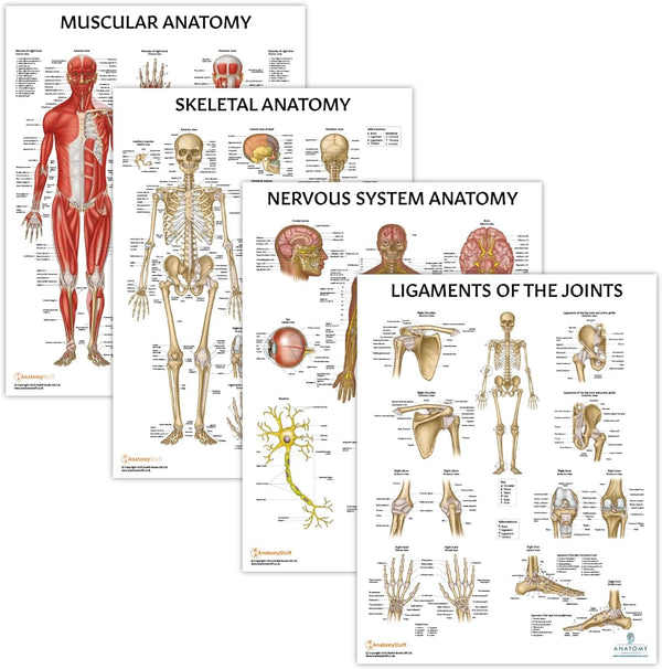 Anatomy Lab 4 PACK Human Anatomy Poster Set, Muscular, Skeletal, Nervous Systems, Laminated