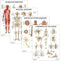 Anatomy Lab 4 PACK Human Anatomy Poster Set, Muscular, Skeletal, Nervous Systems, Laminated