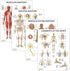 Anatomy Lab 4 PACK Human Anatomy Poster Set, Muscular, Skeletal, Nervous Systems, Laminated
