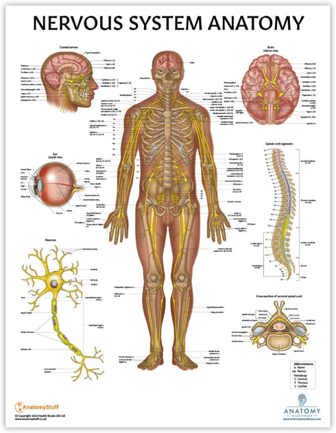 Anatomy Lab 4 PACK Human Anatomy Poster Set, Muscular, Skeletal, Nervous Systems, Laminated