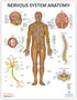 Anatomy Lab 4 PACK Human Anatomy Poster Set, Muscular, Skeletal, Nervous Systems, Laminated