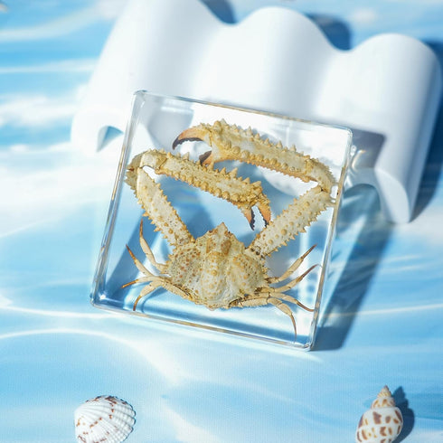 Taxidermy Crab, Professional Crab Taxidermy in Clear Resin - Marine Biology Specimen for Educational Displays
