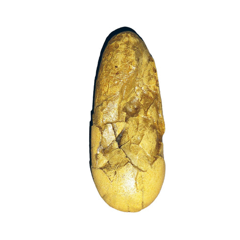 Oviraptor Realistic Dinosaur Egg Fossil Cast