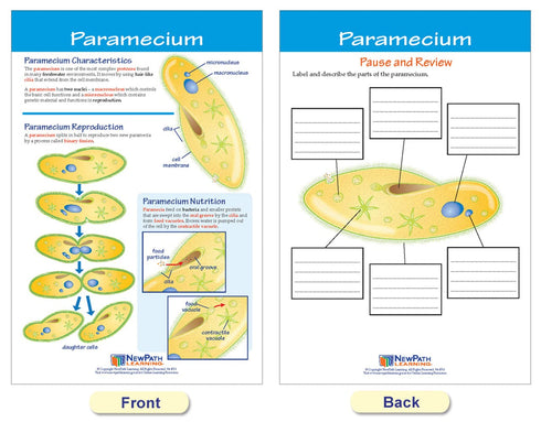 NewPath Learning Protists Bulletin Board Charts, Set of 8, Laminated, Double-Sided, Full-Color, 12" x 18" (94-7017)