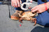 AirFly 1" 0.5" Crab and Lobster Claw Bands - Size x - FDA-Compliant Silicone - Cook Safe, Non-Latex, Non-Toxic - Fits