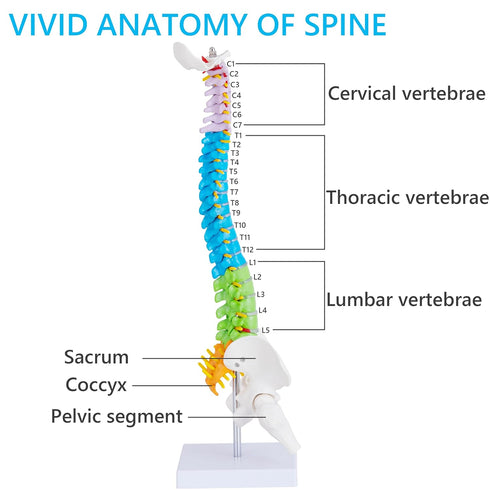 Ruiishunyy 15.5 Mini Spine Anatomy Model - Miniature Human Color Spine Model with All Nerves for Medical Learning