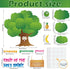 Classroom Tree Bulletin Board Set Bulletin Board Tree Cutouts, Classroom Tree Wall Decor for Elementary School Teacher Chalkboard Supplies (Fruit Style), White, (JB-230419-B) by Pajean