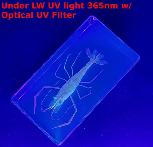 72mm Real Shrimp Oriental Freshwater River Prawn in Crystal Clear Lucite Resin Specimen Preserved Macrobrachium