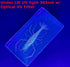 72mm Real Shrimp Oriental Freshwater River Prawn in Crystal Clear Lucite Resin Specimen Preserved Macrobrachium