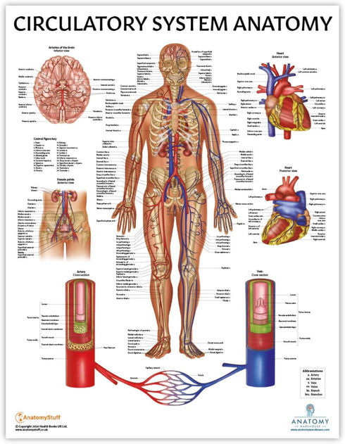 Anatomy Lab Human Circulatory System Poster, Laminated, 17.3 x 22.5 Inches, Anatomy and Physiology Body System
