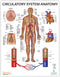 Anatomy Lab Human Circulatory System Poster, Laminated, 17.3 x 22.5 Inches, Anatomy and Physiology Body System