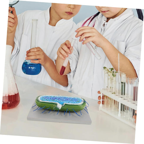 Toddmomy Microbiology Teaching Model Detailed and Anatomy Display for Classroom and Lab Use Educational Resource