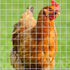 2 13.7 40 Inches SATINIOR Sheets x Chicken Wire Fence Wire Mesh Roll Hardware Cloth Small Galvanized Welded Metal Cage