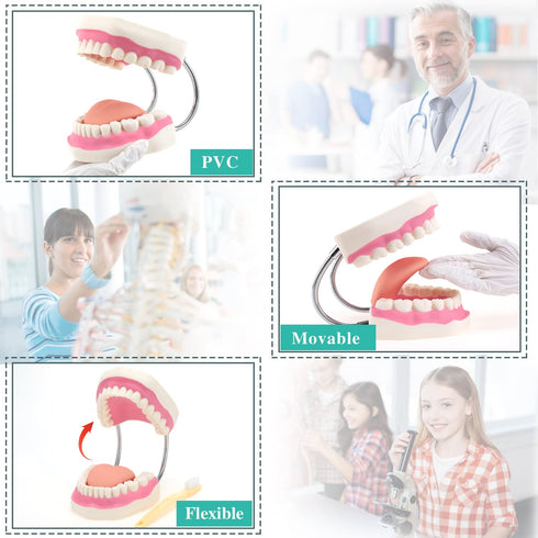 6 RONTEN Dental Teeth Care Model-Mouth Model for Speech Therapy, Enlarged Times Standard Size, for Both Dental