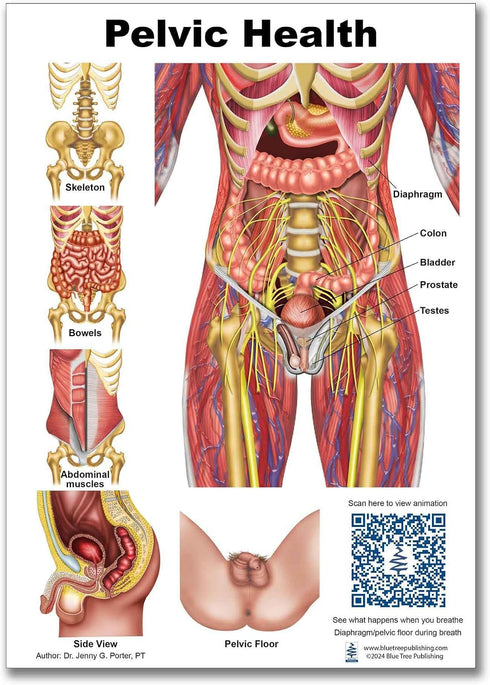 A4 Blue Tree Publishing Pelvic Health and Pelvic floor Charts size with interactive QR codes that link to animations