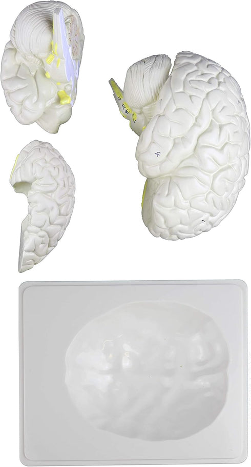 VAB401-3 Models-3 Vision Scientific Life Size Human Brain Parts | Shows Frontal, Parietal, Temporal & Occipital Lobes |