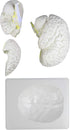 VAB401-3 Models-3 Vision Scientific Life Size Human Brain Parts | Shows Frontal, Parietal, Temporal & Occipital Lobes |