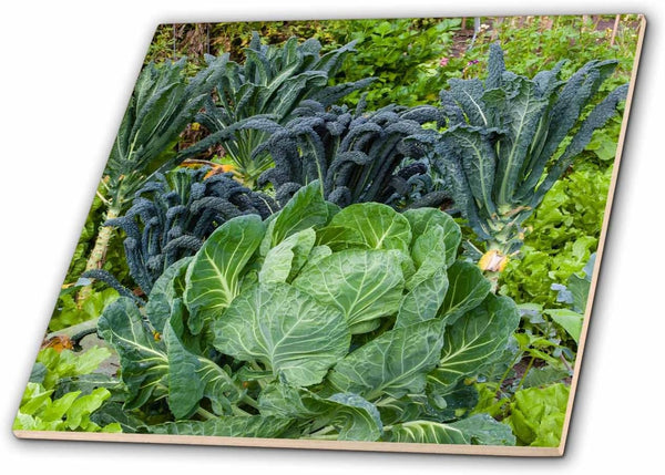 3dRose Cabbage and Kale in a Neighborhood Garden 8 Inch Ceramic Tile