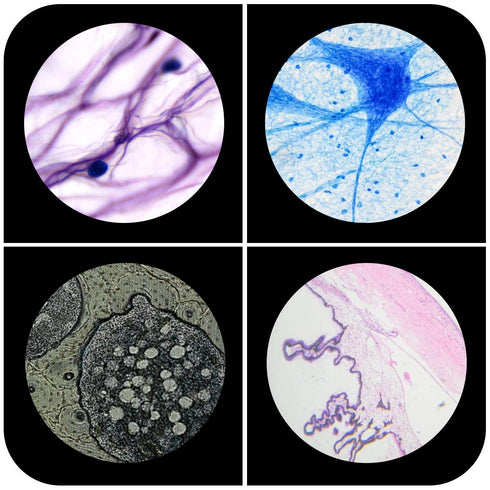 Plastic Prepared Microscope Slides for Kids, Cainda 60pcs Biological Samples of Animals, Insects, Plants, Flowers