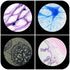 Plastic Prepared Microscope Slides for Kids, Cainda 60pcs Biological Samples of Animals, Insects, Plants, Flowers
