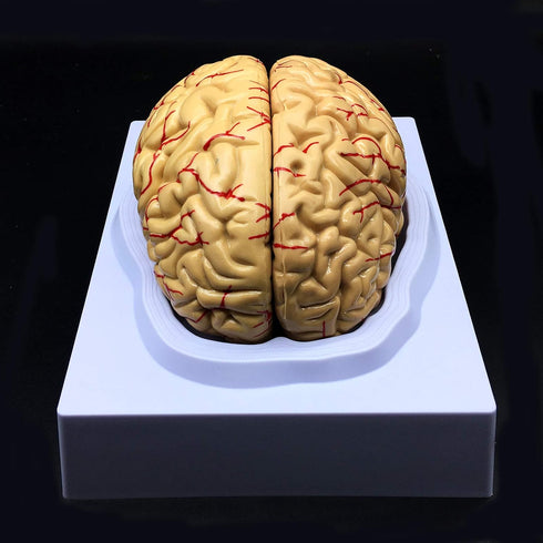 XINDAM Human Brain Model, Anatomically Accurate Brain Model Life Size Human Brain Anatomy