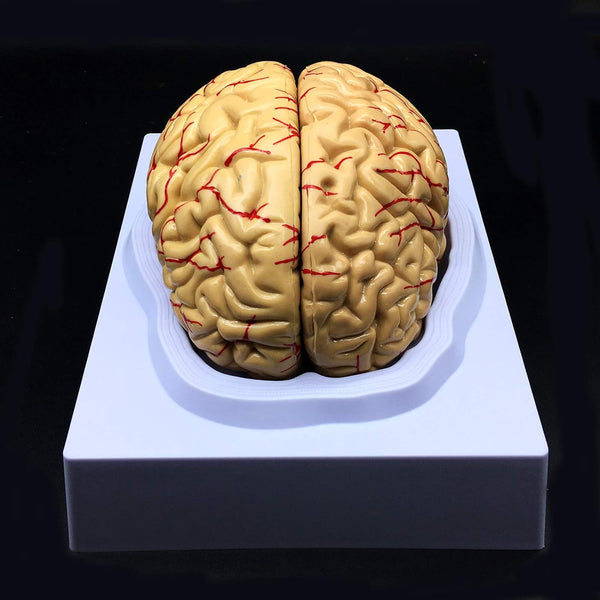 XINDAM Human Brain Model, Anatomically Accurate Brain Model Life Size Human Brain Anatomy