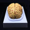 XINDAM Human Brain Model, Anatomically Accurate Brain Model Life Size Human Brain Anatomy