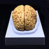XINDAM Human Brain Model, Anatomically Accurate Brain Model Life Size Human Brain Anatomy