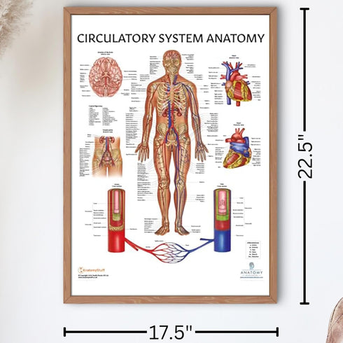 Anatomy Lab Human Circulatory System Poster, Laminated, 17.3 x 22.5 Inches, Anatomy and Physiology Body System