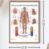 Anatomy Lab Human Circulatory System Poster, Laminated, 17.3 x 22.5 Inches, Anatomy and Physiology Body System