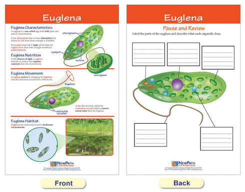 NewPath Learning Protists Bulletin Board Charts, Set of 8, Laminated, Double-Sided, Full-Color, 12" x 18" (94-7017)