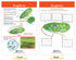 NewPath Learning Protists Bulletin Board Charts, Set of 8, Laminated, Double-Sided, Full-Color, 12" x 18" (94-7017)
