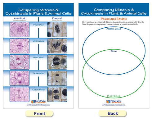 NewPath Learning Mitosis Bulletin Board Chart Set, Pack of 5 (94-7014)