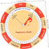 2Pcs PartyKindom Pregnancy Wheel Fetal Development Chart Poster for Expecting Mothers Guide Timeline Present for Moms
