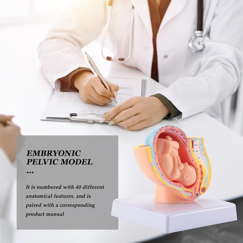 Hubceuo 9Th Human Pregnancy Fetal Development Month Embryonic Pelvic Model Fetus Foetus Pregnancy Anatomy of The