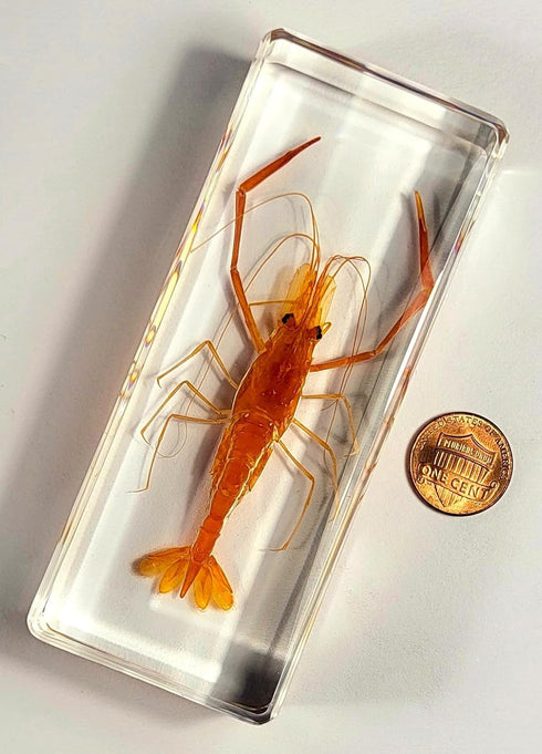 4.3" Large Real Shrimp Oriental Freshwater River Prawn in Crystal Clear Lucite Resin Specimen Preserved Macrobrachium