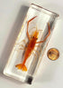 4.3" Large Real Shrimp Oriental Freshwater River Prawn in Crystal Clear Lucite Resin Specimen Preserved Macrobrachium