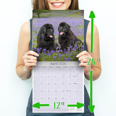Newfoundland Calendar 2025 2026 - Dog Breed Monthly Wall Calendar, 12 x 24 Open, Thick No-Bleed Paper