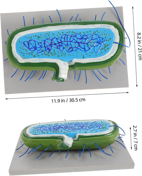 Realistic Cell Model for Biology Education - Anatomical Teaching Aid
