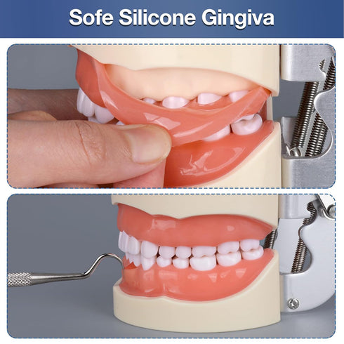 Typodont Teeth Model with 32 Detachable Teeth for Dental Hygiene Students, Teaching and Practice Tool