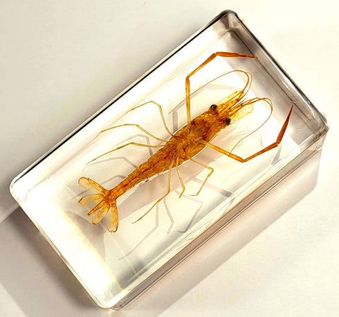 72mm Real Shrimp Oriental Freshwater River Prawn in Crystal Clear Lucite Resin Specimen Preserved Macrobrachium