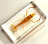 72mm Real Shrimp Oriental Freshwater River Prawn in Crystal Clear Lucite Resin Specimen Preserved Macrobrachium