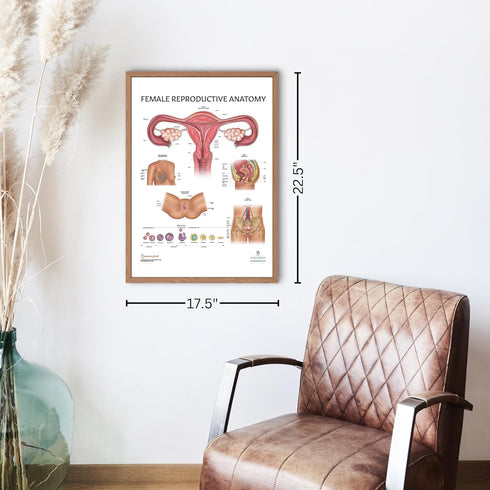 2 Pack Male and Female Reproductive System Anatomy Poster Set, Laminated, 17.3 x 22.5 Inches for Education