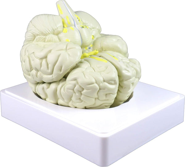 Vision Scientific VAB401-3 Life Size Human Brain Models-3 Parts | Shows Frontal,