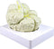Vision Scientific VAB401-3 Life Size Human Brain Models-3 Parts | Shows Frontal,
