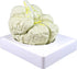 Vision Scientific VAB401-3 Life Size Human Brain Models-3 Parts | Shows Frontal,